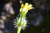 Urospermum picroides